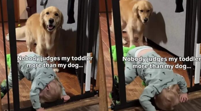 Golden Retriever Watches Toddler Attempt Wild Indoor Stunt & Cannot Hide His Judgement Golden Retriever Watches Toddler Attempt Wild Indoor Stunt & Cannot Hide His Judgement