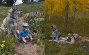 Golden Retriever’s Camping Adventure With Baby Includes Another Furry Playmate Golden Retriever’s Camping Adventure With Baby Includes Another Furry Playmate