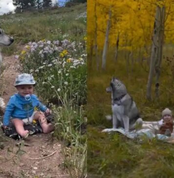 Golden Retriever’s Camping Adventure With Baby Includes Another Furry Playmate Golden Retriever’s Camping Adventure With Baby Includes Another Furry Playmate