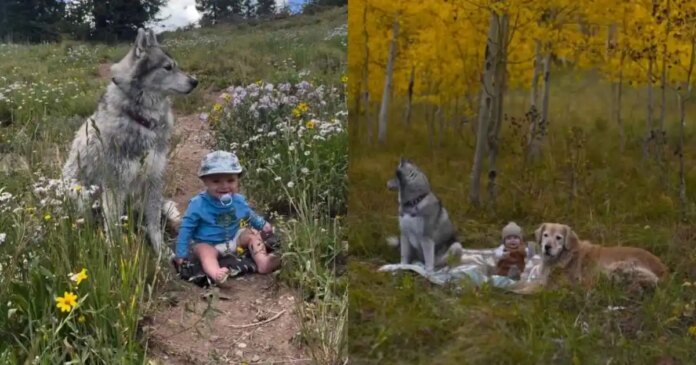 Golden-Retrievers-Camping-Adventure-With-Baby-Includes-Another-Furry-Playmate.jpg Golden Retriever’s Camping Adventure With Baby Includes Another Furry Playmate