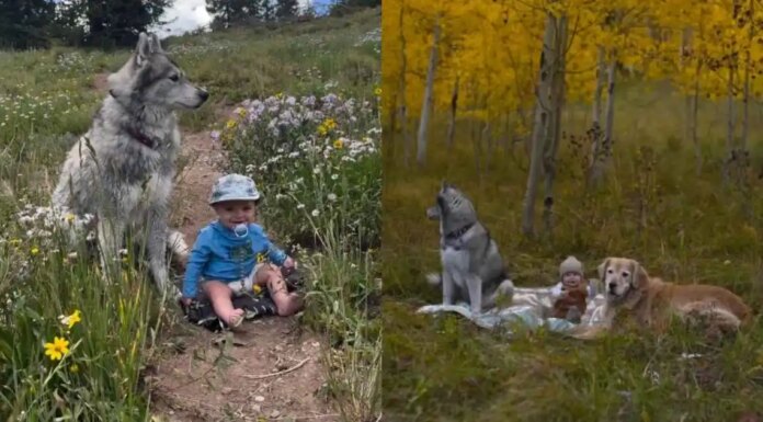 Golden Retriever’s Camping Adventure With Baby Includes Another Furry Playmate Golden Retriever’s Camping Adventure With Baby Includes Another Furry Playmate