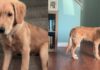 Golden Retriever’s Early Morning Plan Sends Mom Into Full Panic Mode Golden Retriever’s Early Morning Plan Sends Mom Into Full Panic Mode