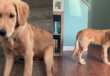 Golden Retriever’s Early Morning Plan Sends Mom Into Full Panic Mode Golden Retriever’s Early Morning Plan Sends Mom Into Full Panic Mode