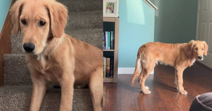 Golden Retriever’s Early Morning Plan Sends Mom Into Full Panic Mode