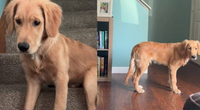 Golden Retriever’s Early Morning Plan Sends Mom Into Full Panic Mode Golden Retriever’s Early Morning Plan Sends Mom Into Full Panic Mode