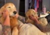 Golden Retrievers’ Nighttime Routine Isn’t Complete Without a Gentle Rub From Dad Golden Retrievers’ Nighttime Routine Isn’t Complete Without a Gentle Rub From Dad