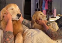 Golden Retrievers’ Nighttime Routine Isn’t Complete Without a Gentle Rub From Dad Golden Retrievers’ Nighttime Routine Isn’t Complete Without a Gentle Rub From Dad
