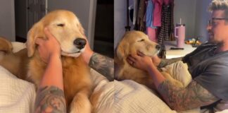 Golden Retrievers’ Nighttime Routine Isn’t Complete Without a Gentle Rub From Dad Golden Retrievers’ Nighttime Routine Isn’t Complete Without a Gentle Rub From Dad
