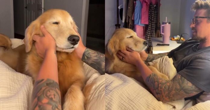 Golden-Retrievers-Nighttime-Routine-Isnt-Complete-Without-a-Gentle-Rub.jpg Golden Retrievers’ Nighttime Routine Isn’t Complete Without a Gentle Rub From Dad