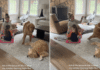 Golden Retrievers Wouldn’t Trade Their Sunday Mornings With Mom & Toddlers for Anything Golden Retrievers Wouldn’t Trade Their Sunday Mornings With Mom & Toddlers for Anything