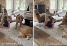 Golden Retrievers Wouldn’t Trade Their Sunday Mornings With Mom & Toddlers for Anything Golden Retrievers Wouldn’t Trade Their Sunday Mornings With Mom & Toddlers for Anything