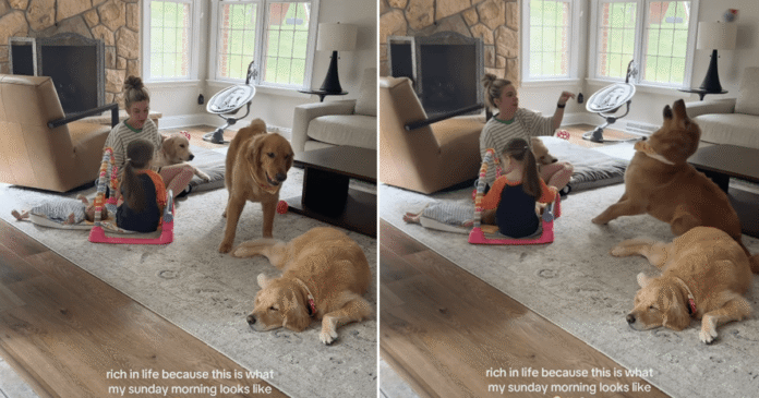 Golden Retrievers Wouldn’t Trade Their Sunday Mornings With Mom & Toddlers for Anything