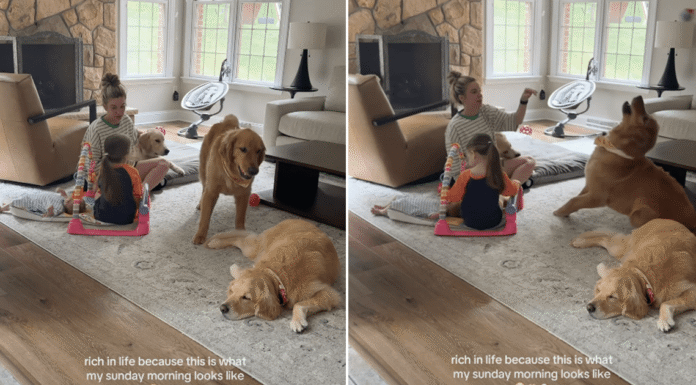 Golden Retrievers Wouldn’t Trade Their Sunday Mornings With Mom & Toddlers for Anything Golden Retrievers Wouldn’t Trade Their Sunday Mornings With Mom & Toddlers for Anything