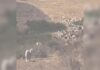 Hero Sheepdog Helps Clear the Way for Rescue Helicopter Hero Sheepdog Helps Clear the Way for Rescue Helicopter