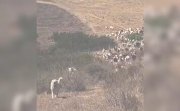 Hero Sheepdog Helps Clear the Way for Rescue Helicopter Hero Sheepdog Helps Clear the Way for Rescue Helicopter