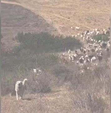 Hero Sheepdog Helps Clear the Way for Rescue Helicopter Hero Sheepdog Helps Clear the Way for Rescue Helicopter