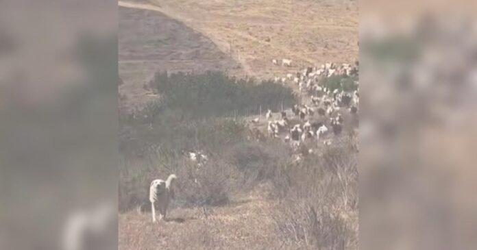 Hero-Sheepdog-Helps-Clear-the-Way-for-Rescue-Helicopter.jpg Hero Sheepdog Helps Clear the Way for Rescue Helicopter