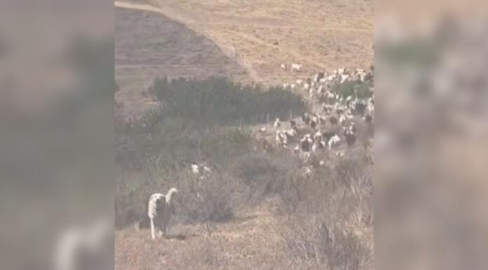 Hero Sheepdog Helps Clear the Way for Rescue Helicopter Hero Sheepdog Helps Clear the Way for Rescue Helicopter