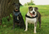 Hero VIP Club Members Helped An Overlooked Rescue Dog Become Someone’s Answered Prayer Hero VIP Club Members Helped An Overlooked Rescue Dog Become Someone’s Answered Prayer