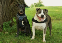 Hero VIP Club Members Helped An Overlooked Rescue Dog Become Someone’s Answered Prayer Hero VIP Club Members Helped An Overlooked Rescue Dog Become Someone’s Answered Prayer