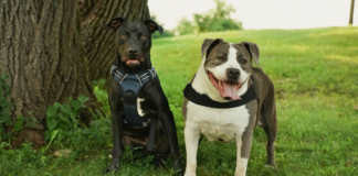 Hero VIP Club Members Helped An Overlooked Rescue Dog Become Someone’s Answered Prayer Hero VIP Club Members Helped An Overlooked Rescue Dog Become Someone’s Answered Prayer