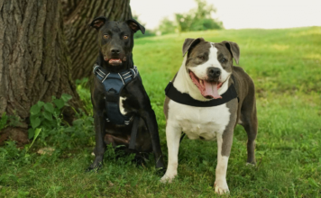 Hero VIP Club Members Helped An Overlooked Rescue Dog Become Someone’s Answered Prayer Hero VIP Club Members Helped An Overlooked Rescue Dog Become Someone’s Answered Prayer