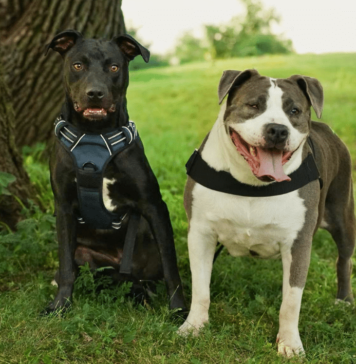 Hero VIP Club Members Helped An Overlooked Rescue Dog Become Someone’s Answered Prayer Hero VIP Club Members Helped An Overlooked Rescue Dog Become Someone’s Answered Prayer