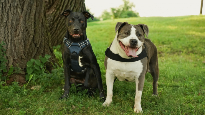 Hero VIP Club Members Helped An Overlooked Rescue Dog Become Someone’s Answered Prayer
