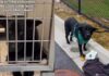 Human Meets the ‘Saddest Looking Dog’ at Shelter & Learns of His Heartbreaking Surrender Human Meets the ‘Saddest Looking Dog’ at Shelter & Learns of His Heartbreaking Surrender