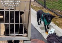 Human Meets the ‘Saddest Looking Dog’ at Shelter & Learns of His Heartbreaking Surrender Human Meets the ‘Saddest Looking Dog’ at Shelter & Learns of His Heartbreaking Surrender