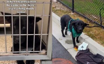 Human Meets the ‘Saddest Looking Dog’ at Shelter & Learns of His Heartbreaking Surrender Human Meets the ‘Saddest Looking Dog’ at Shelter & Learns of His Heartbreaking Surrender