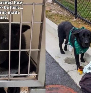 Human Meets the ‘Saddest Looking Dog’ at Shelter & Learns of His Heartbreaking Surrender Human Meets the ‘Saddest Looking Dog’ at Shelter & Learns of His Heartbreaking Surrender