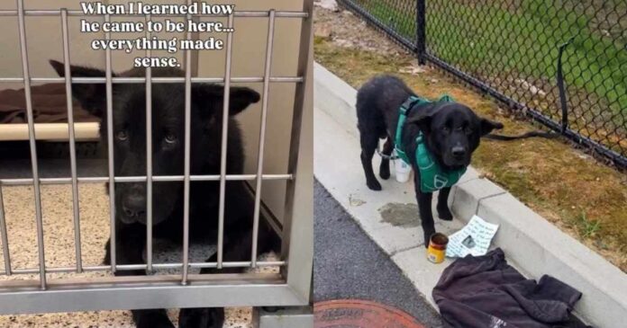 Human Meets the ‘Saddest Looking Dog’ at Shelter & Learns of His Heartbreaking Surrender