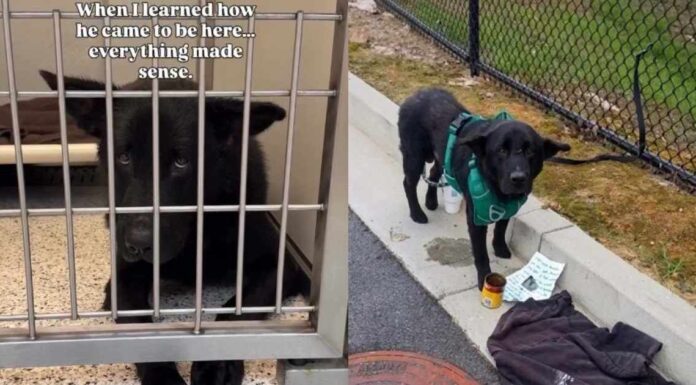 Human Meets the ‘Saddest Looking Dog’ at Shelter & Learns of His Heartbreaking Surrender Human Meets the ‘Saddest Looking Dog’ at Shelter & Learns of His Heartbreaking Surrender