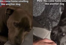 Human Really Upsets Dog by Coming Home Smelling Like ‘Betrayal,’ Unaware He Hurt Her Feelings Human Really Upsets Dog by Coming Home Smelling Like ‘Betrayal,’ Unaware He Hurt Her Feelings