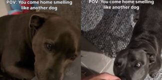 Human Really Upsets Dog by Coming Home Smelling Like ‘Betrayal,’ Unaware He Hurt Her Feelings Human Really Upsets Dog by Coming Home Smelling Like ‘Betrayal,’ Unaware He Hurt Her Feelings