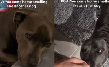 Human Really Upsets Dog by Coming Home Smelling Like ‘Betrayal,’ Unaware He Hurt Her Feelings Human Really Upsets Dog by Coming Home Smelling Like ‘Betrayal,’ Unaware He Hurt Her Feelings