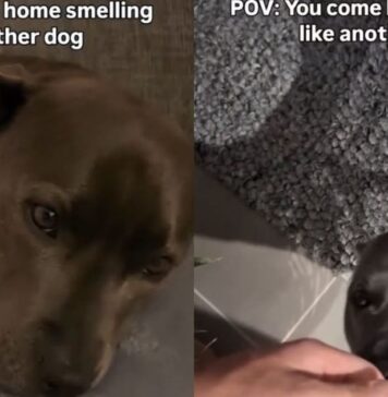 Human Really Upsets Dog by Coming Home Smelling Like ‘Betrayal,’ Unaware He Hurt Her Feelings Human Really Upsets Dog by Coming Home Smelling Like ‘Betrayal,’ Unaware He Hurt Her Feelings
