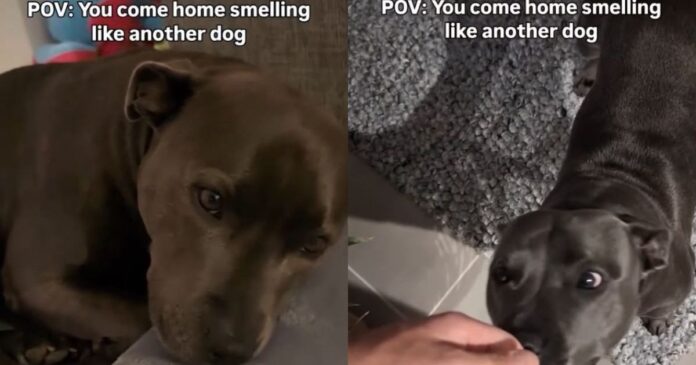 Human-Really-Upsets-Dog-by-Coming-Home-Smelling-Like-‘Betrayal.jpg Human Really Upsets Dog by Coming Home Smelling Like ‘Betrayal,’ Unaware He Hurt Her Feelings