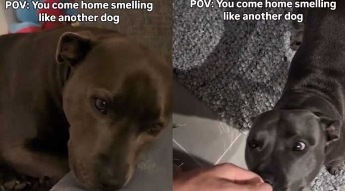 Human Really Upsets Dog by Coming Home Smelling Like ‘Betrayal,’ Unaware He Hurt Her Feelings Human Really Upsets Dog by Coming Home Smelling Like ‘Betrayal,’ Unaware He Hurt Her Feelings