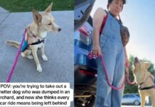 Human Takes Shelter Dog for a Car Ride, Unaware It Will Reveal a Painful Reminder of Her Past Human Takes Shelter Dog for a Car Ride, Unaware It Will Reveal a Painful Reminder of Her Past