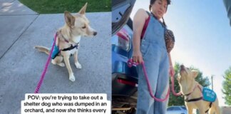 Human Takes Shelter Dog for a Car Ride, Unaware It Will Reveal a Painful Reminder of Her Past Human Takes Shelter Dog for a Car Ride, Unaware It Will Reveal a Painful Reminder of Her Past