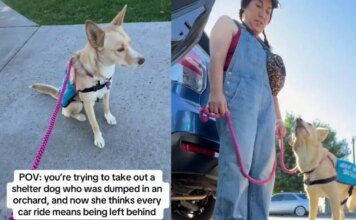 Human Takes Shelter Dog for a Car Ride, Unaware It Will Reveal a Painful Reminder of Her Past Human Takes Shelter Dog for a Car Ride, Unaware It Will Reveal a Painful Reminder of Her Past