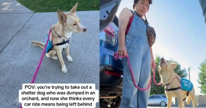 Human-Takes-Shelter-Dog-for-a-Car-Ride-Unaware-It.jpg Human Takes Shelter Dog for a Car Ride, Unaware It Will Reveal a Painful Reminder of Her Past