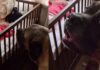 Human Tells Big Dog Not To Wake the Sleeping Baby, but He Throws a Tantrum & Does It Anyway Human Tells Big Dog Not To Wake the Sleeping Baby, but He Throws a Tantrum & Does It Anyway
