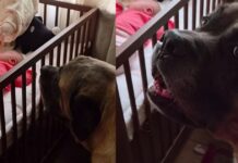 Human Tells Big Dog Not To Wake the Sleeping Baby, but He Throws a Tantrum & Does It Anyway Human Tells Big Dog Not To Wake the Sleeping Baby, but He Throws a Tantrum & Does It Anyway