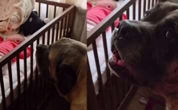 Human Tells Big Dog Not To Wake the Sleeping Baby, but He Throws a Tantrum & Does It Anyway Human Tells Big Dog Not To Wake the Sleeping Baby, but He Throws a Tantrum & Does It Anyway
