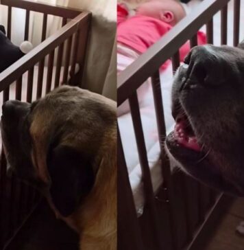 Human Tells Big Dog Not To Wake the Sleeping Baby, but He Throws a Tantrum & Does It Anyway Human Tells Big Dog Not To Wake the Sleeping Baby, but He Throws a Tantrum & Does It Anyway