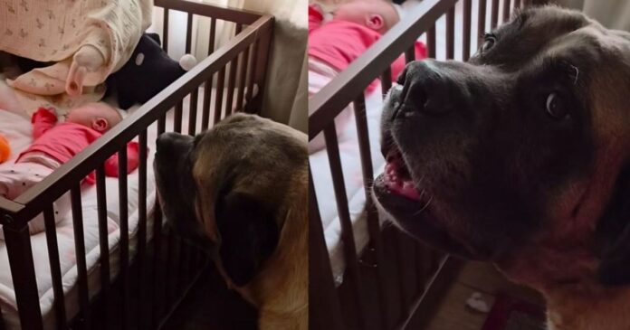 Human-Tells-Big-Dog-Not-To-Wake-the-Sleeping-Baby.jpg Human Tells Big Dog Not To Wake the Sleeping Baby, but He Throws a Tantrum & Does It Anyway