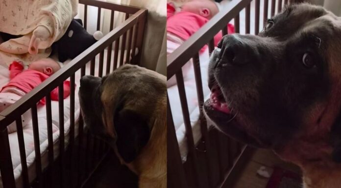 Human Tells Big Dog Not To Wake the Sleeping Baby, but He Throws a Tantrum & Does It Anyway Human Tells Big Dog Not To Wake the Sleeping Baby, but He Throws a Tantrum & Does It Anyway